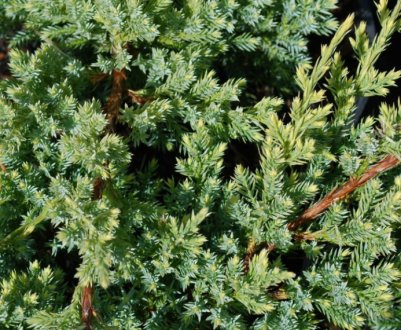 Описание можжевельника Холгер, посадка и уход