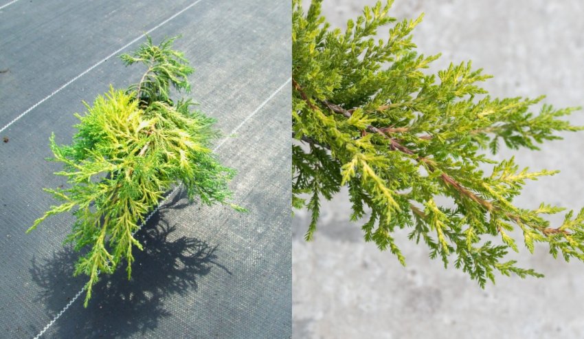 Можжевельник Мордиган Голд