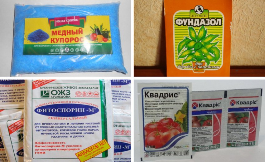 Препараты для борьбы с болезнями можжевельника