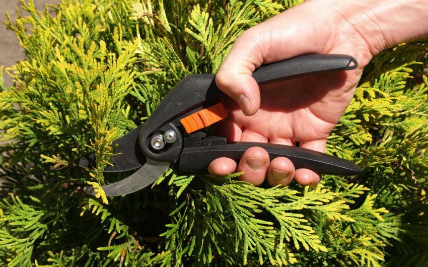 Обрезка можжевельника