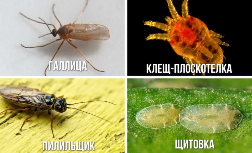 Вредители можжевельника