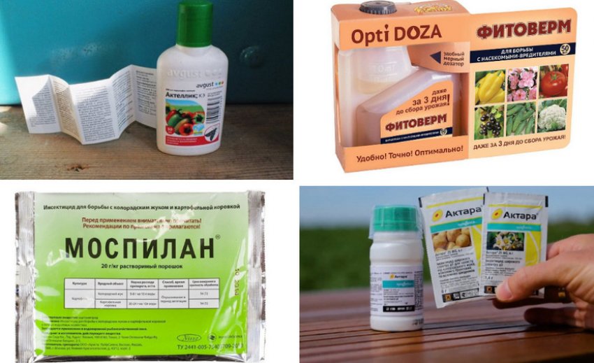 Препараты для борьбы с вредителями можжевельника