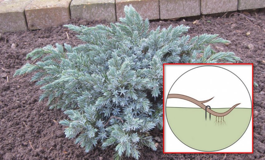 Размножение можжевельника отводками