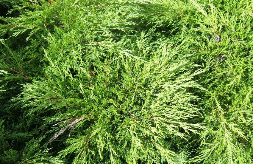 Можжевельник Глаука Можжевельник Глаука