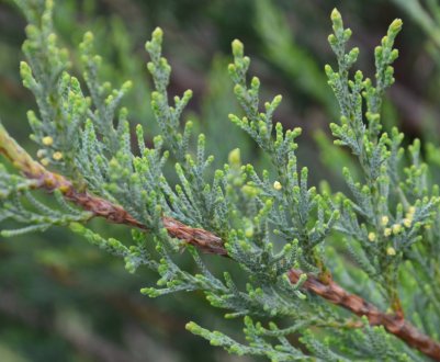 Описание можжевельников Глаука, посадка и уход