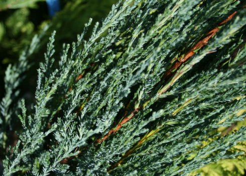 Описание можжевельника Блю Эрроу, посадка и уход