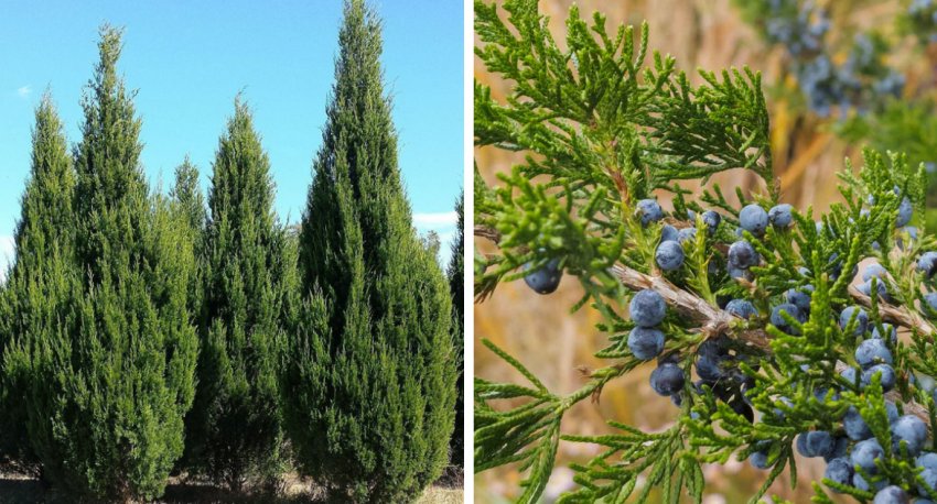 Можжевельник виргинский Можжевельник виргинский