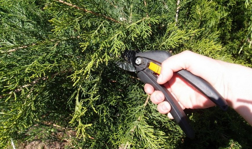 Обрезка можжевельника Обрезка можжевельника