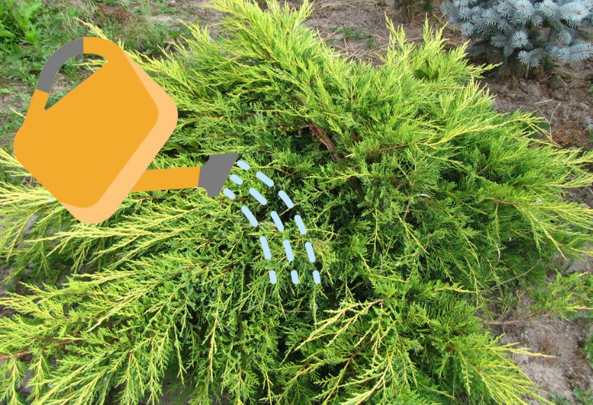 Полив можжевельника Полив можжевельника