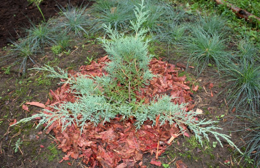 Мульчирование можжевельника Мульчирование можжевельника
