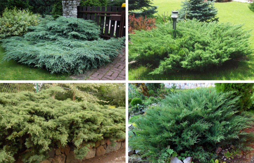 Можжевельник в ландшафтном дизайне Можжевельник в ландшафтном дизайне