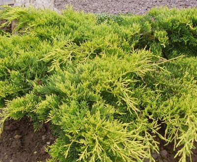 Описание можжевельника Голд Кост, посадка и уход