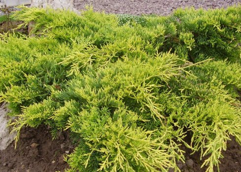 Описание можжевельника Голд Кост, посадка и уход