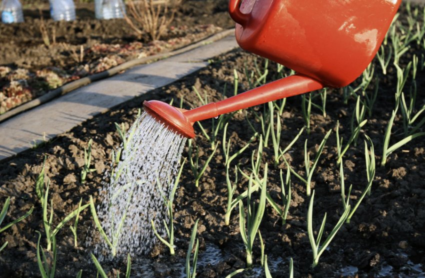 Полив часнику Полив часнику