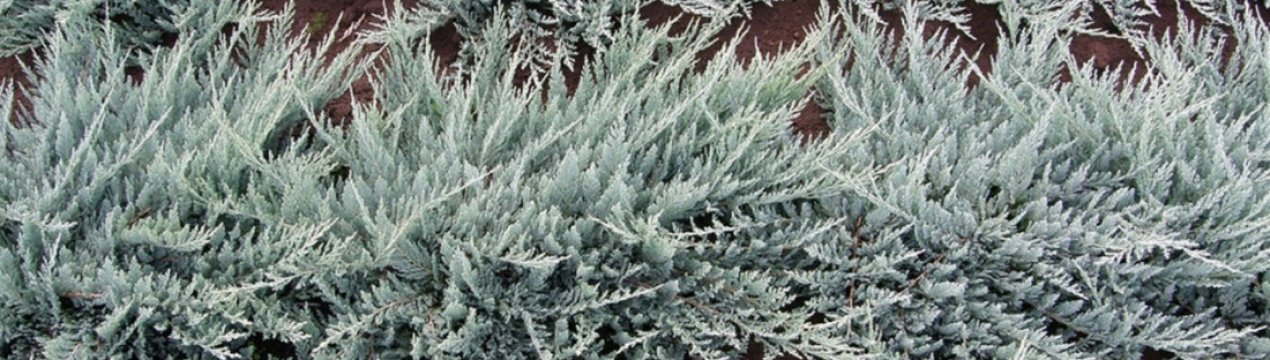 Описание можжевельника Блю Чип, посадка и уход