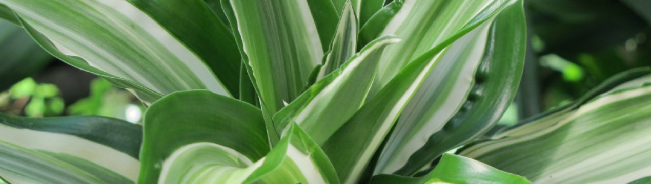 Драцена запашна: опис, користь і шкоду для дому, вирощування і догляд в домашніх умовах