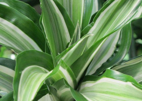 Драцена запашна: опис, користь і шкоду для дому, вирощування і догляд в домашніх умовах