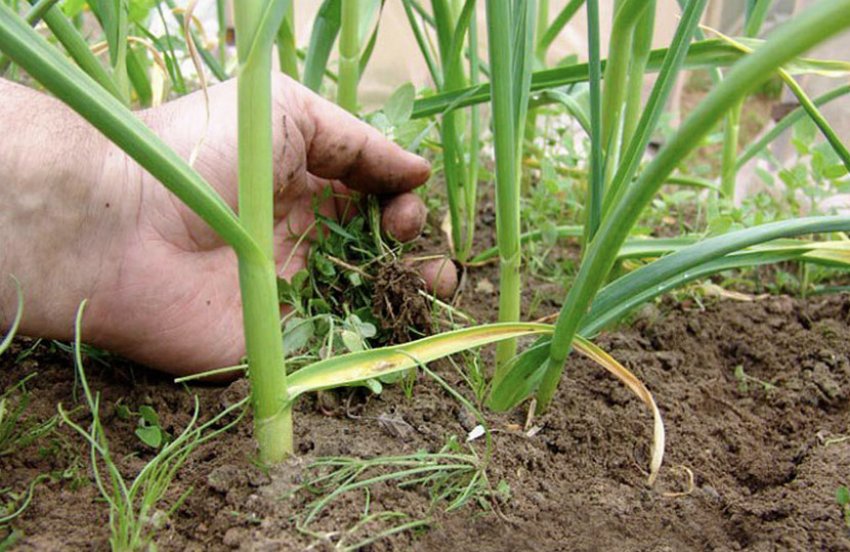 Прополка часнику Прополка часнику