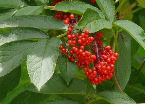 Бузина кистевидная, описание вида и популярные сорта