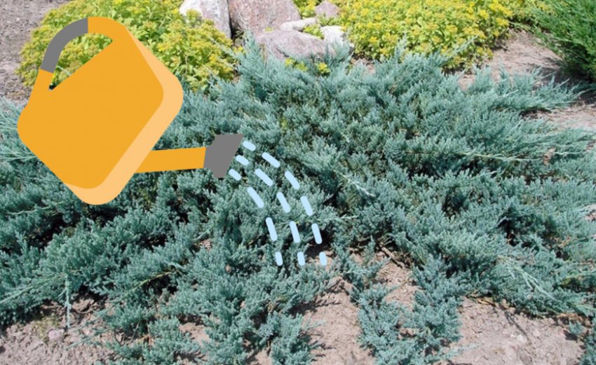 Полив можжевельника Блю Чип Полив можжевельника Блю Чип