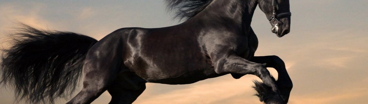 Дикі коні стали причиною екологічної катастрофи в США