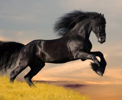 Дикі коні стали причиною екологічної катастрофи в США