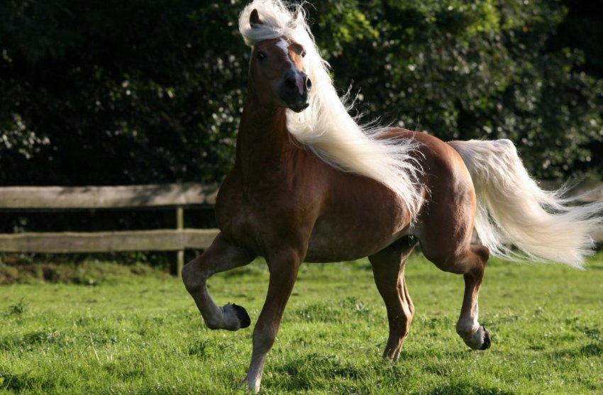 Дикі коні стали причиною екологічної катастрофи в США