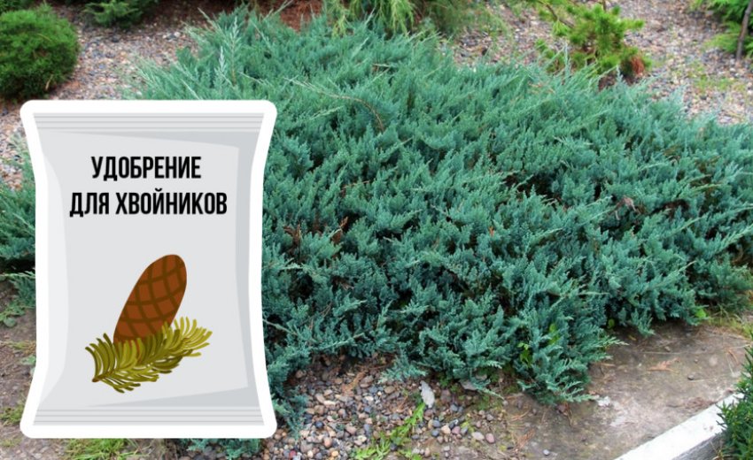 Удобрение для можжевельника Удобрение для можжевельника
