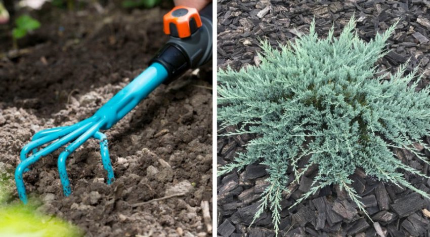 Рыхление почвы и мульчирование можжевельника Рыхление почвы и мульчирование можжевельника