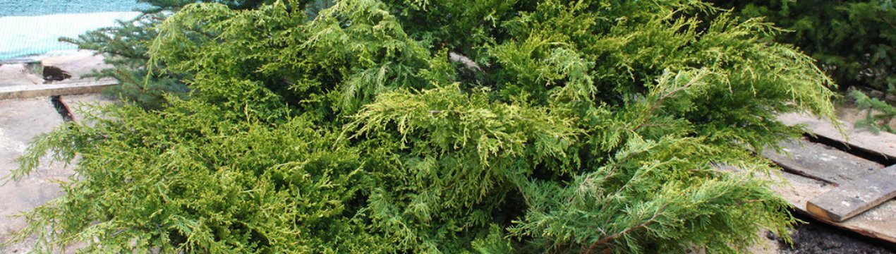 Описание можжевельника Аркадия, посадка и уход