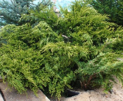 Описание можжевельника Аркадия, посадка и уход