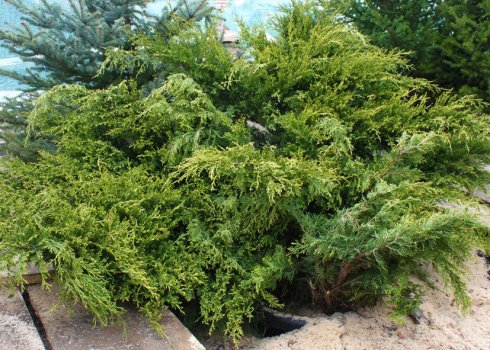 Описание можжевельника Аркадия, посадка и уход