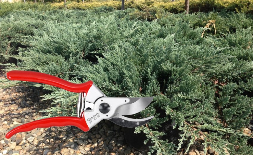 Обрезка можжевельника Блю Чип Обрезка можжевельника Блю Чип