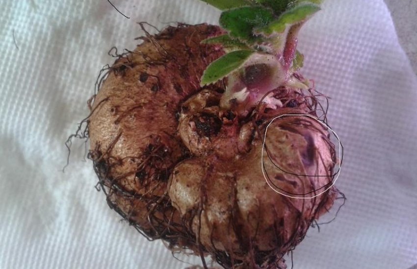 Коренева гниль