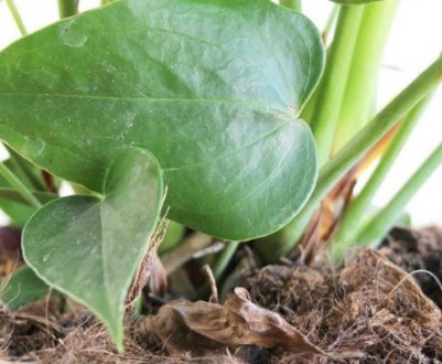 Як правильно пересадити антуріум в домашніх умовах?