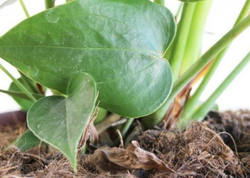 Як правильно пересадити антуріум в домашніх умовах?