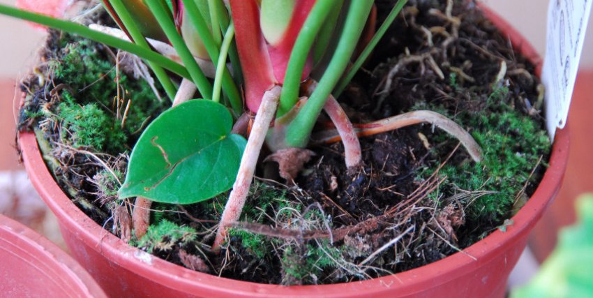 Антуріум в горщику