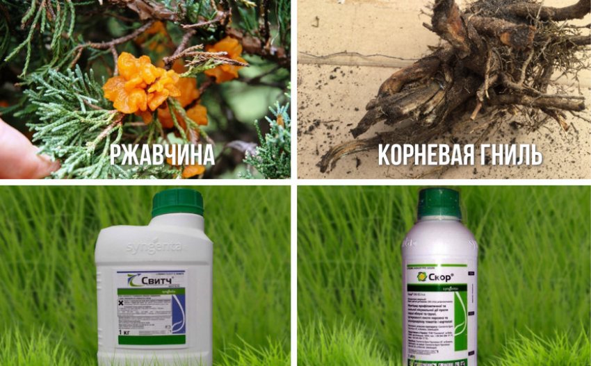 Препараты для борьбы с болезнями можжевельника Препараты для борьбы с болезнями можжевельника