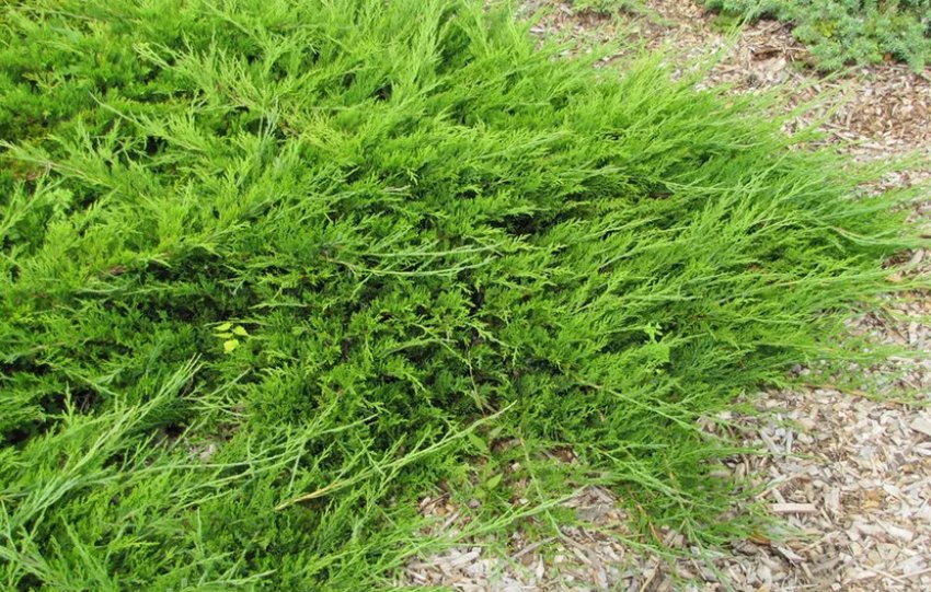 Взрослый можжевельник