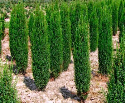 Опис можжевельника Арнольд, його посадка та догляд