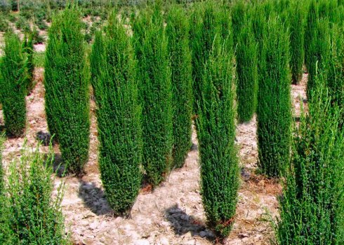 Описание можжевельника Арнольд, посадка и уход