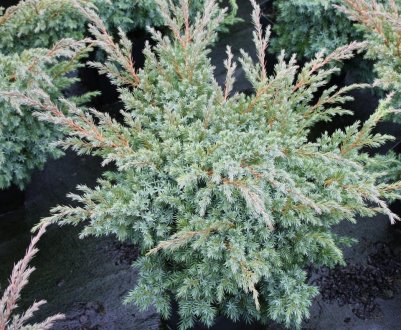 Описание можжевельника Блю Свид, посадка и уход