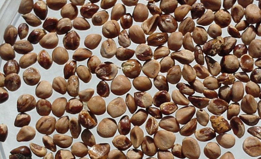 Семена можжевельника Семена можжевельника