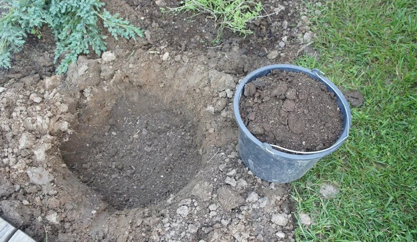 Подготовка посадочной ямы для можжевельника Подготовка посадочной ямы для можжевельника