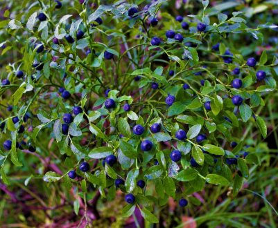 Де найкраще росте чорниця і коли її слід збирати?