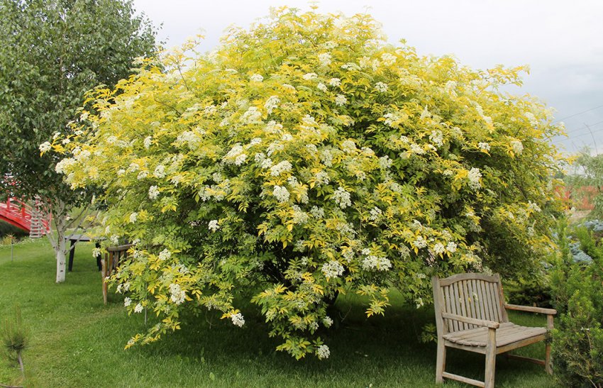 Бузина Ауреа в ландшафтному дизайні