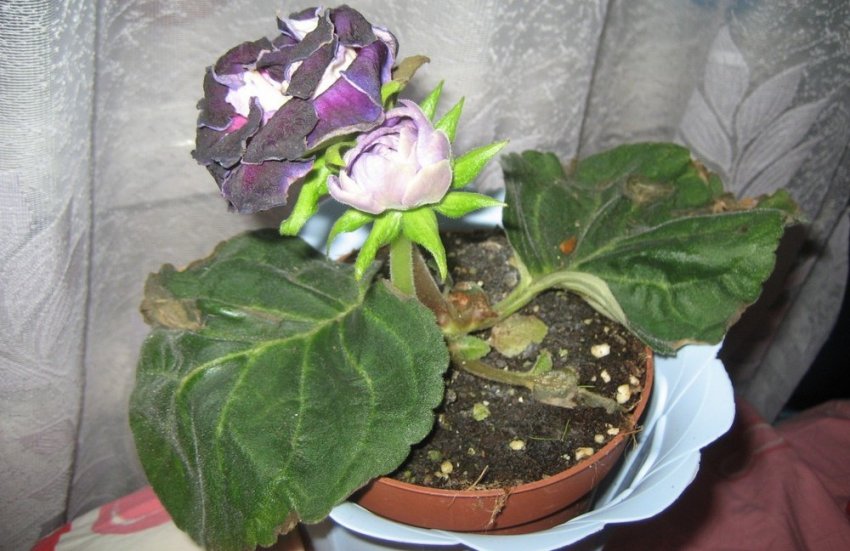 Цикалменовый кліщ