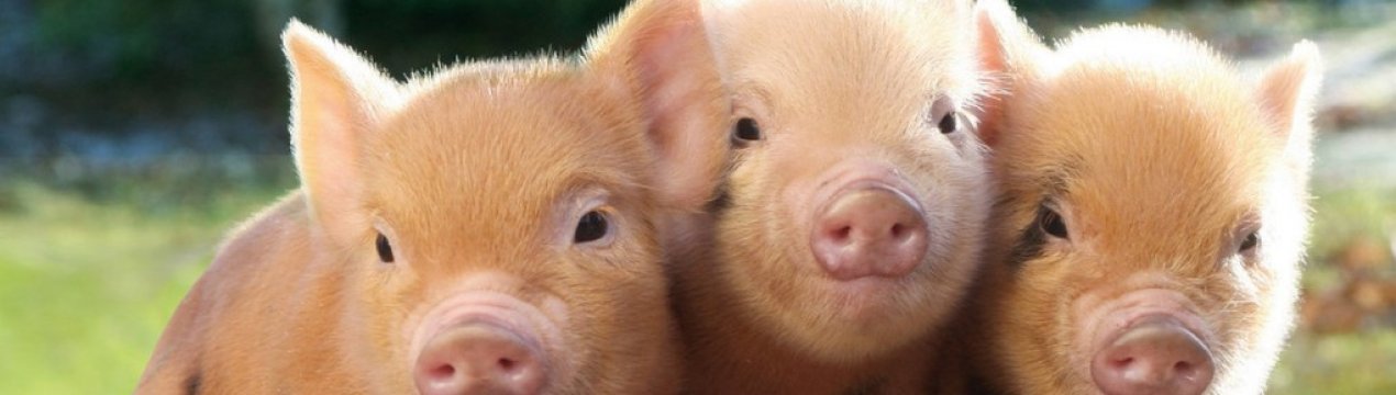 Черкаські свинарі припинили відрубувати хвости поросятам