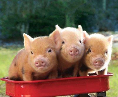 Черкаські свинарі припинили відрубувати хвости поросятам