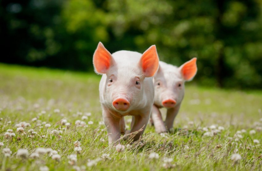 Черкаські свинарі припинили обрізати хвости поросятам